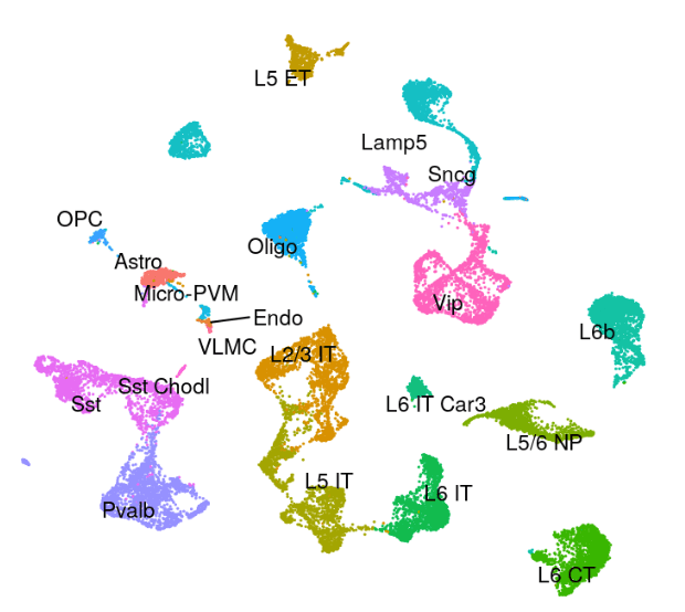 human brain umap